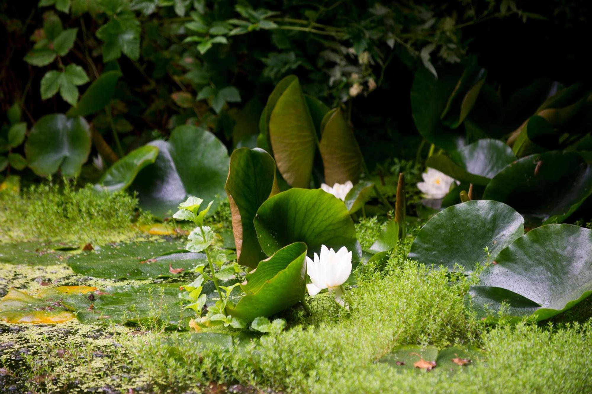 Bird Nest - Private Retreat